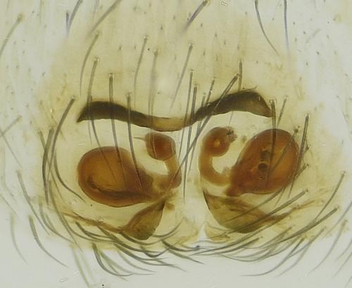 Réf. 317 432 : Micaria coarctata